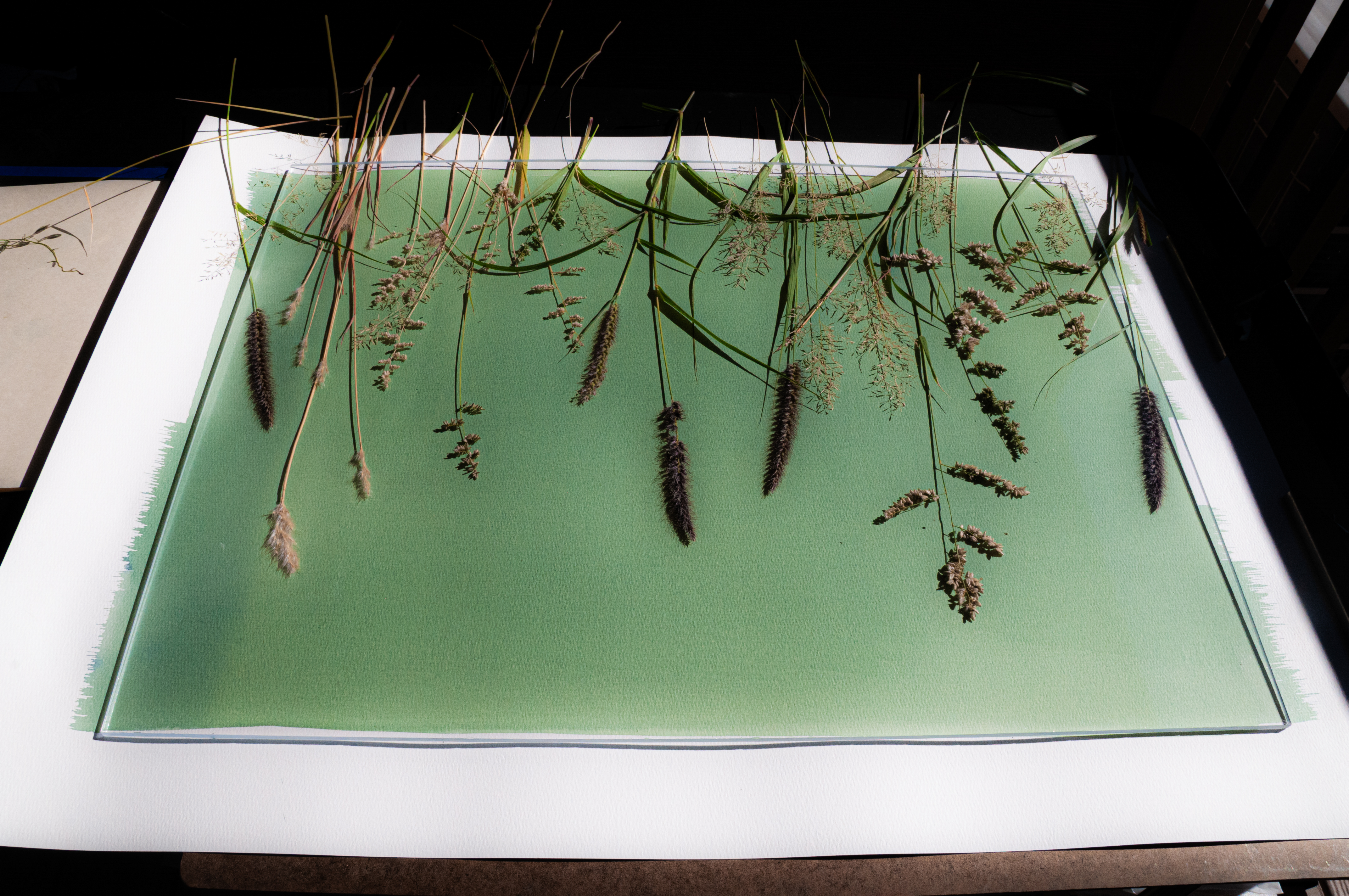 Cyanotype development process