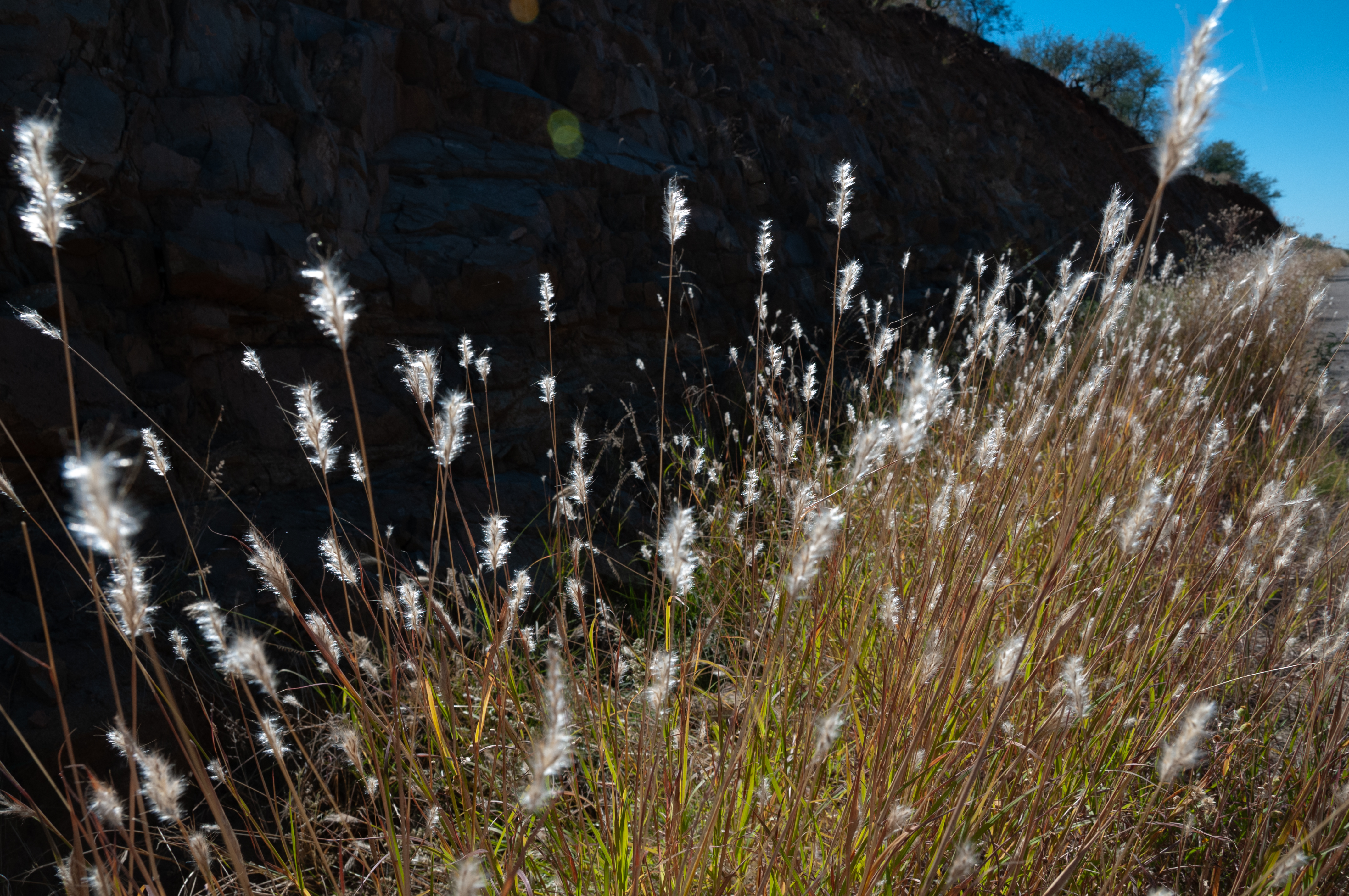 Cyanotype subject material growing in its natural environment