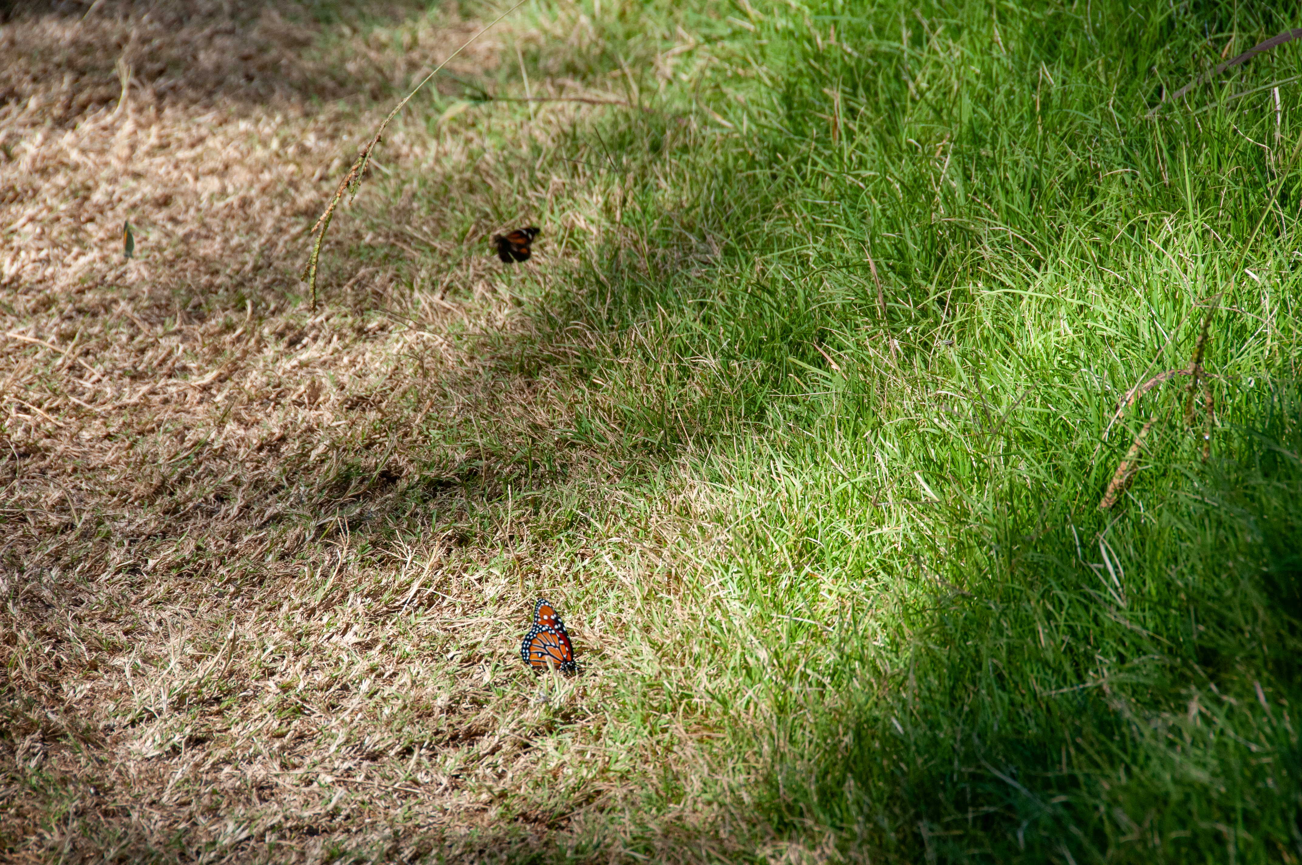 Butterflies in the field at Patagonia Lake