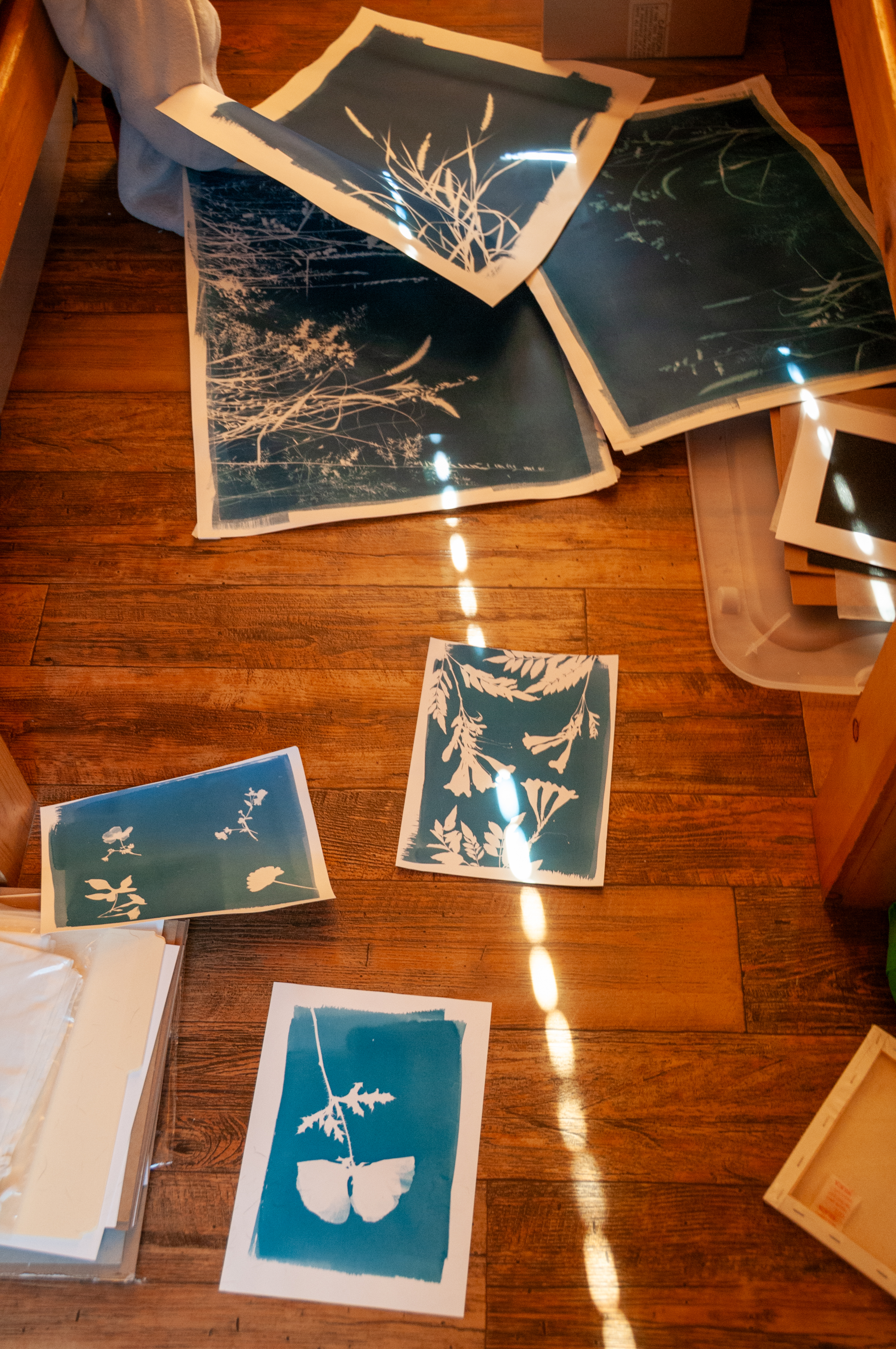 Cyanotype works taped up around the cabin