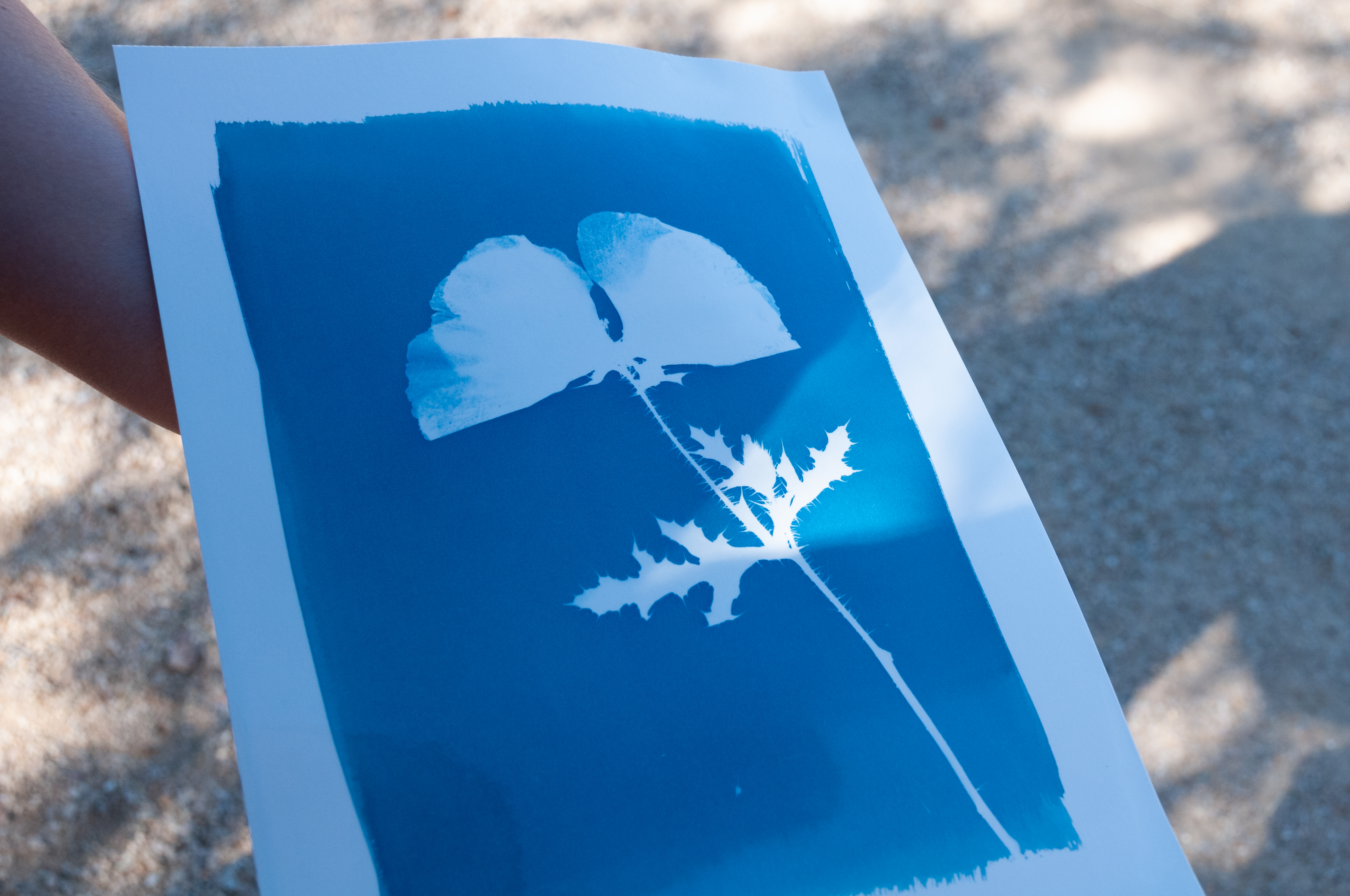 In-progress cyanotype prints displayed