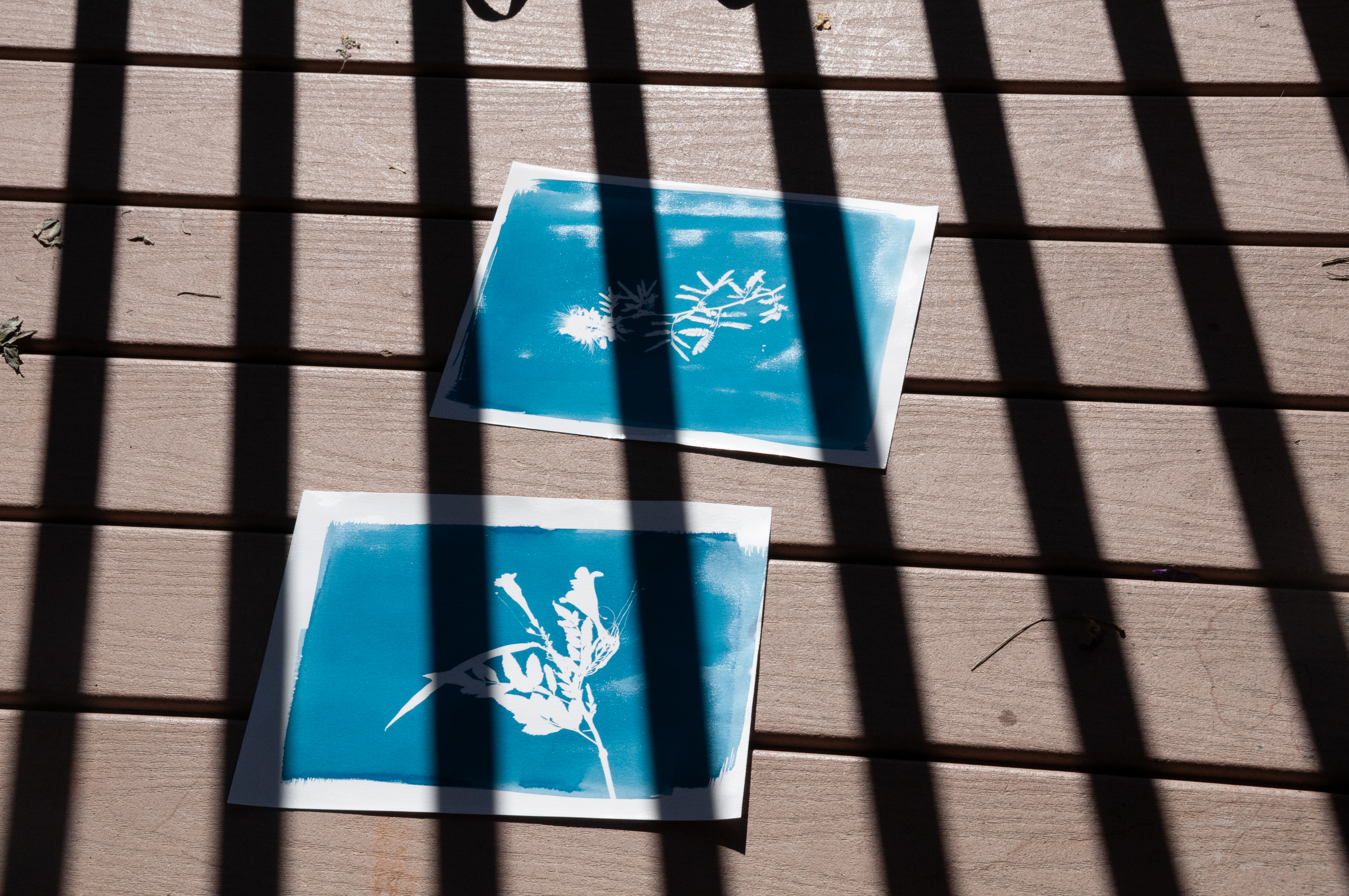 Cyanotype works in progress