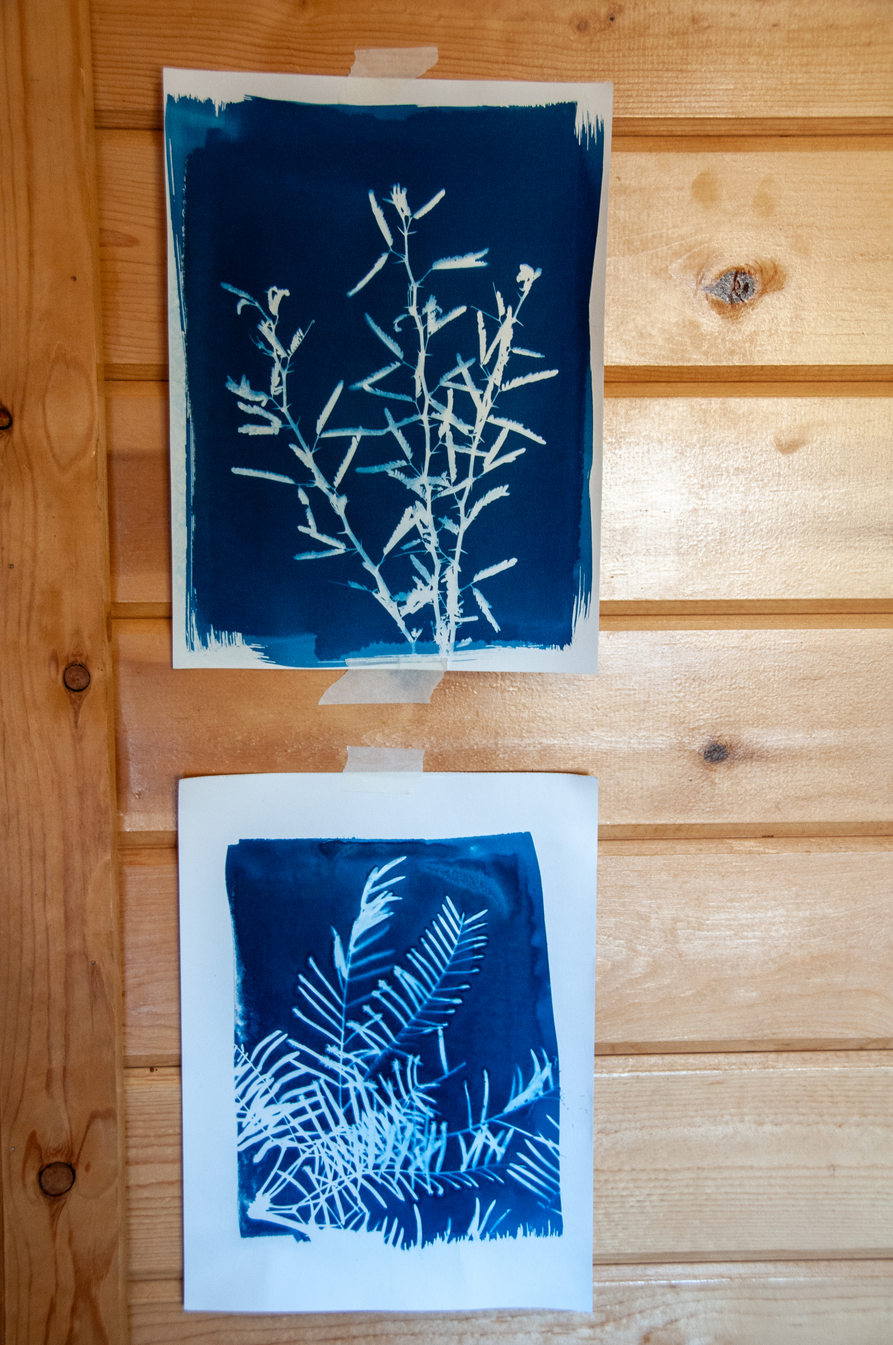 Cyanotype prints in progress