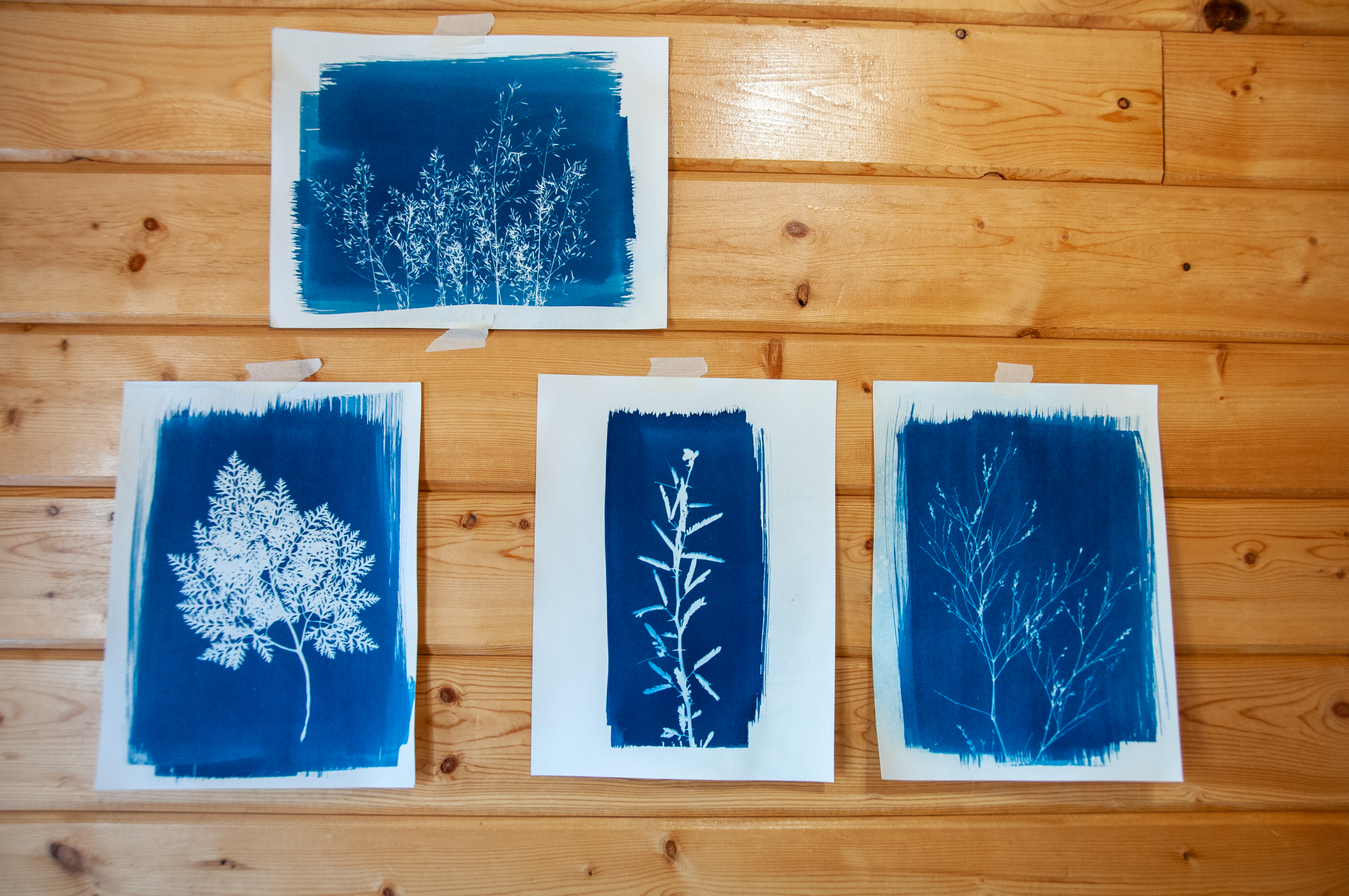 In-progress cyanotype works
