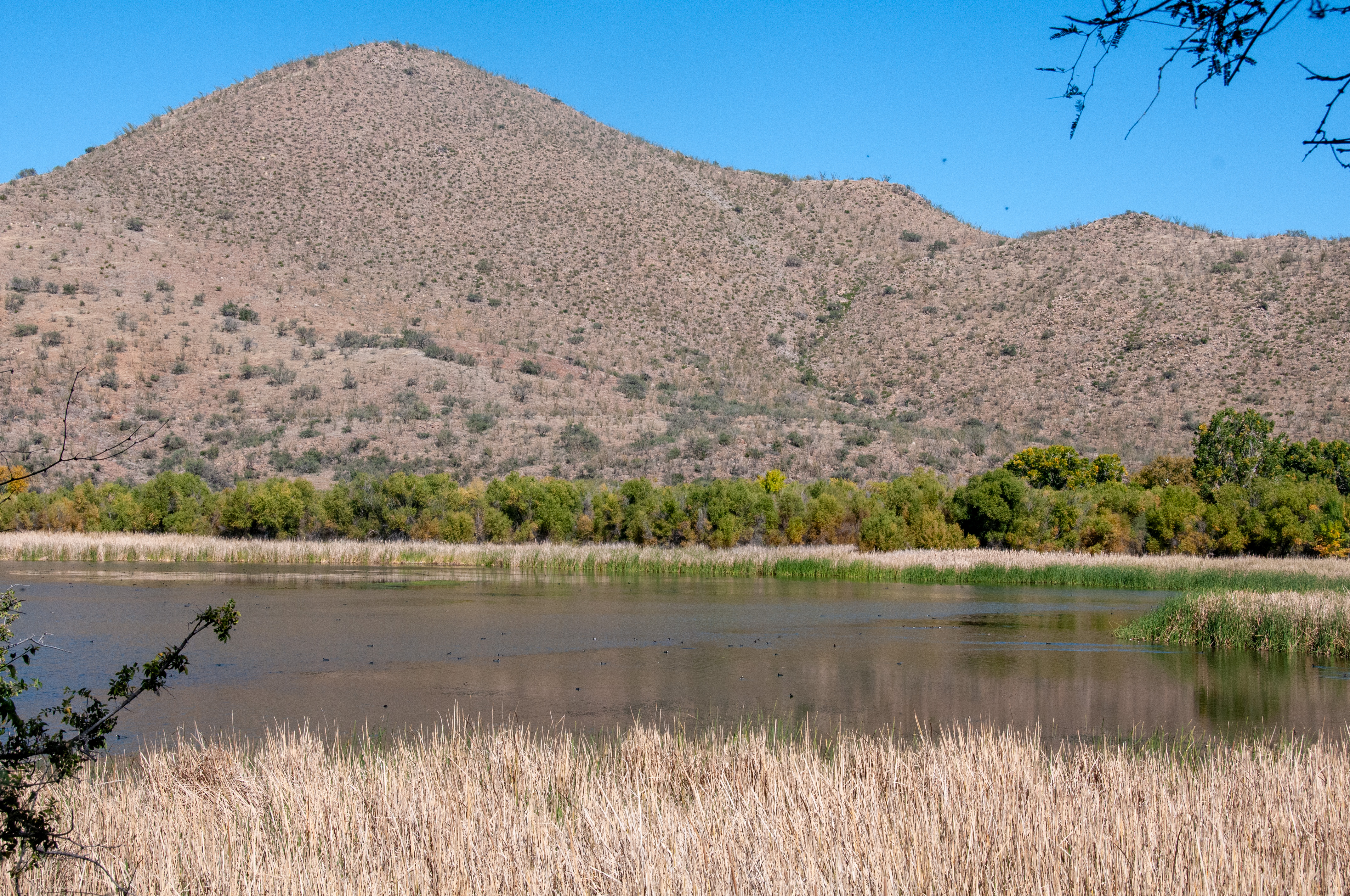Patagonia Lake State Park landscape showing the desert-meets-water environment