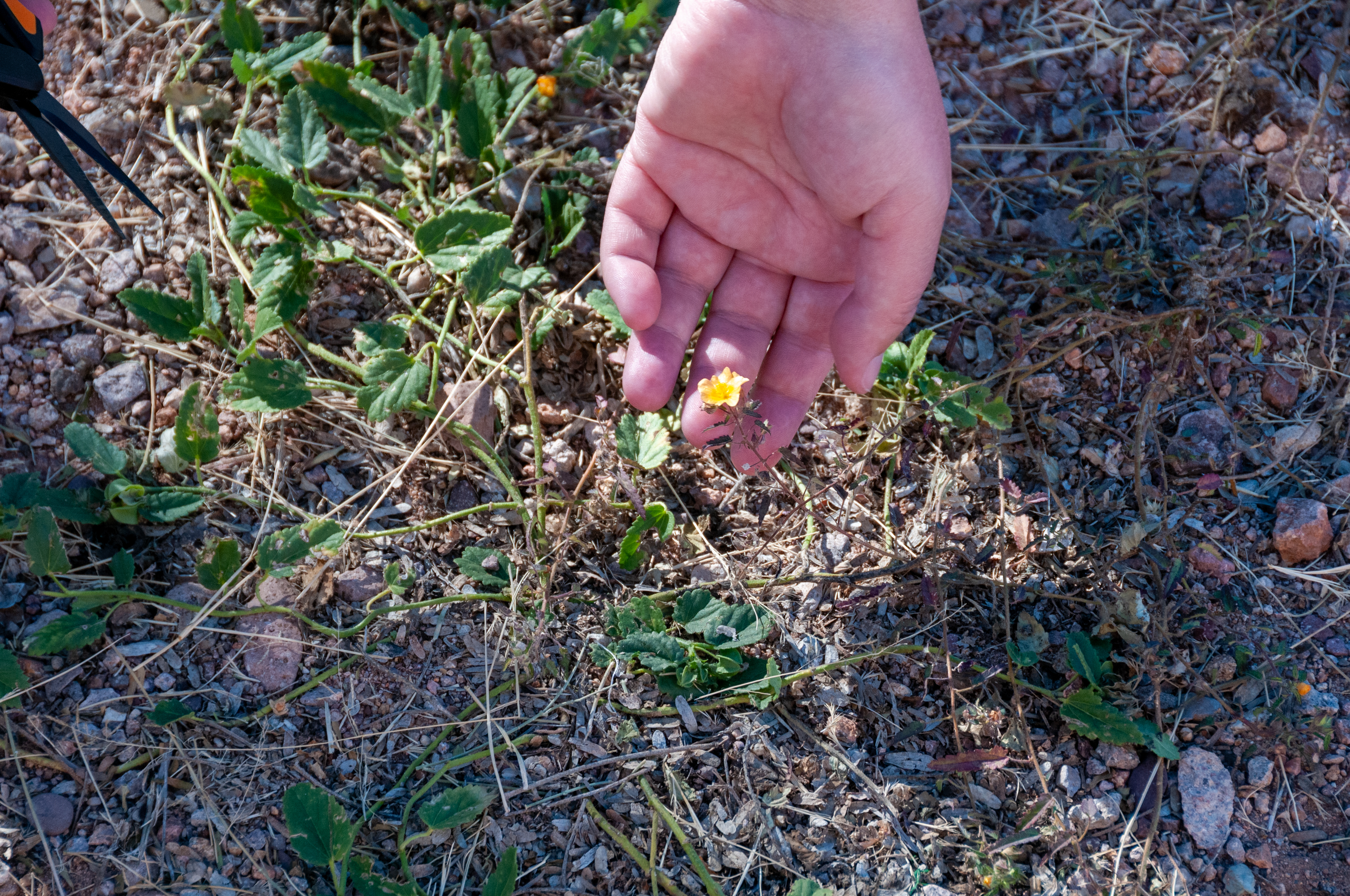 Plant specimens collected at Patagonia Lake