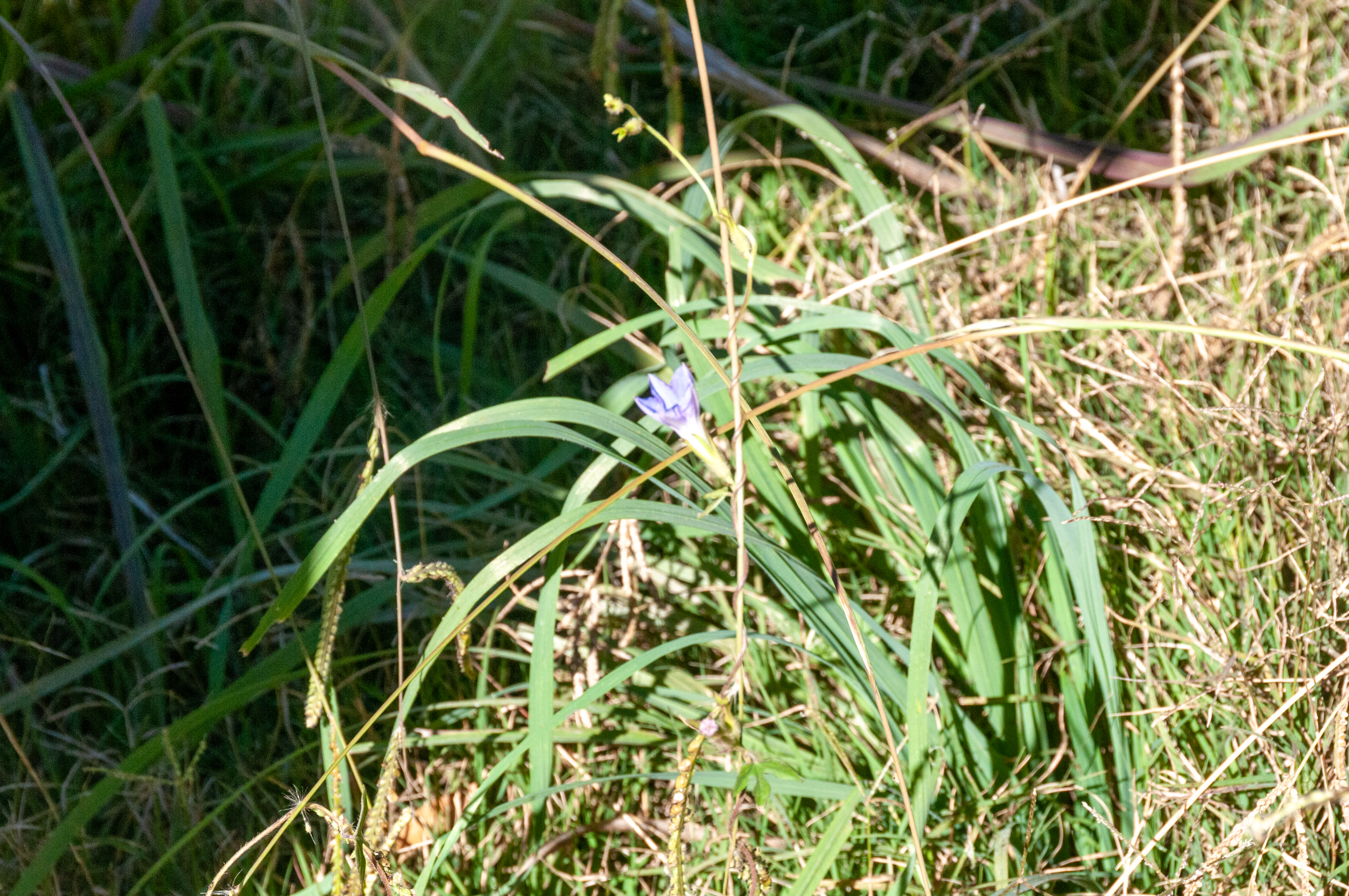 Plant specimens collected at Patagonia Lake