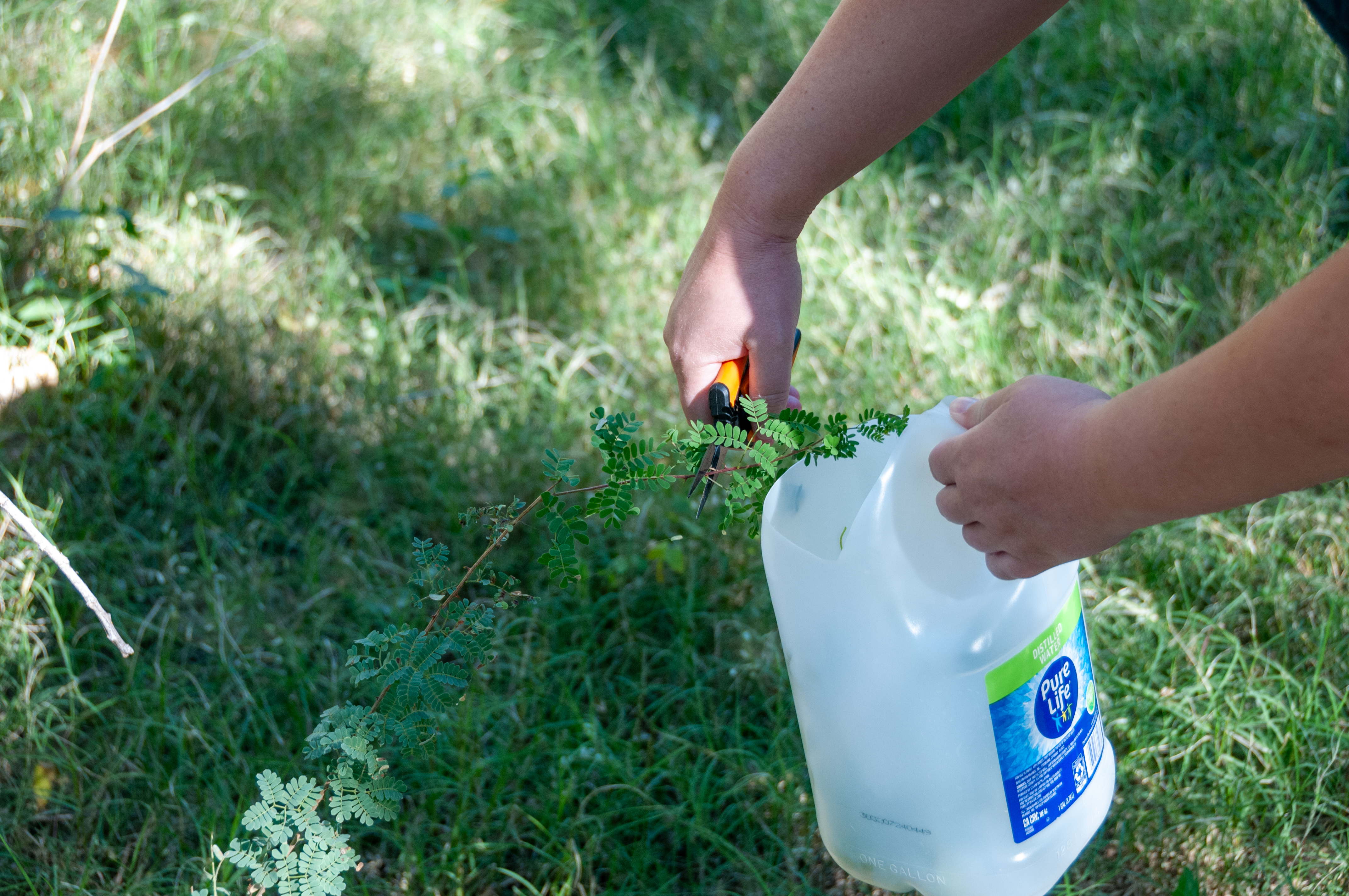 Plant specimens arranged for cyanotype work