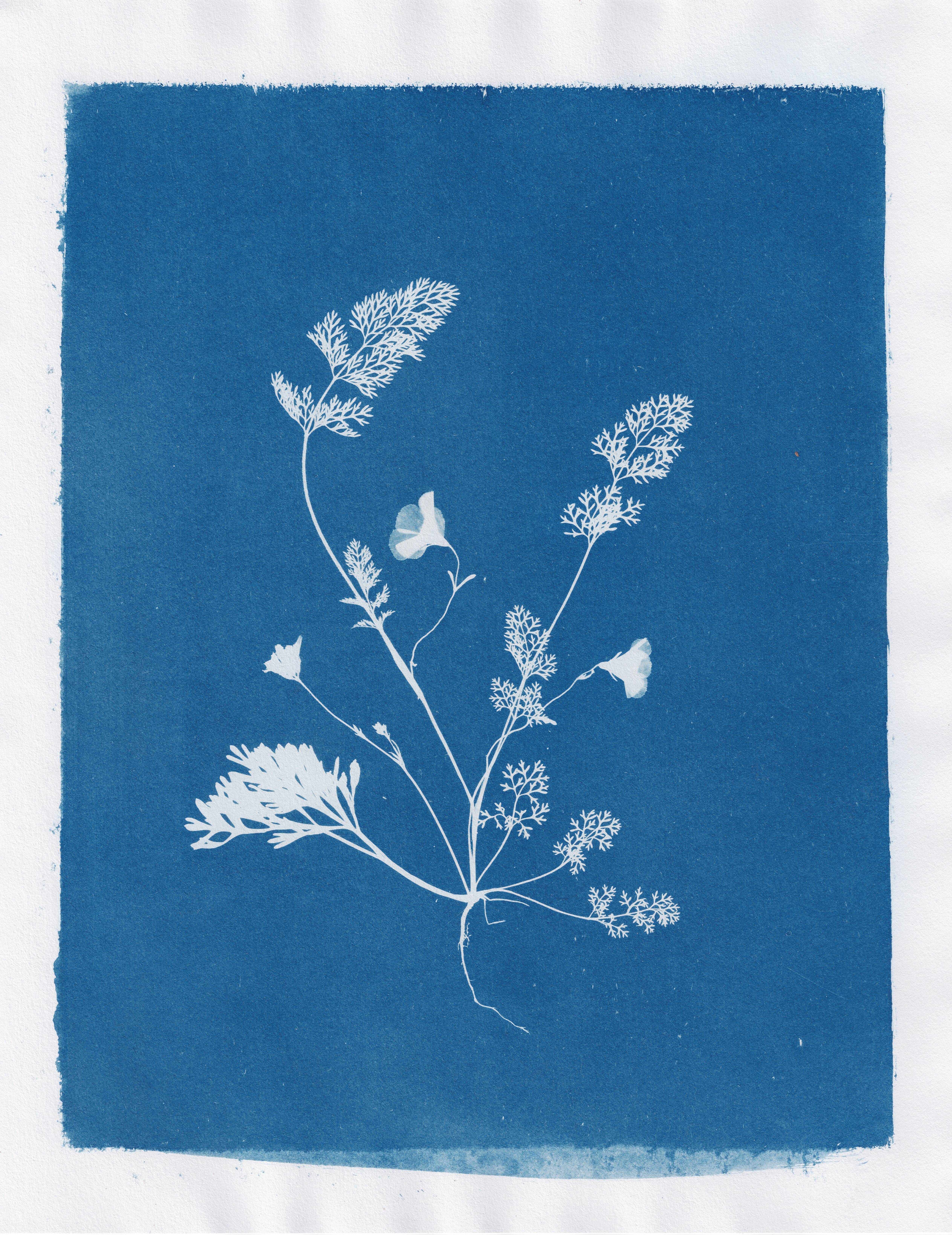 Cyanotype Example
