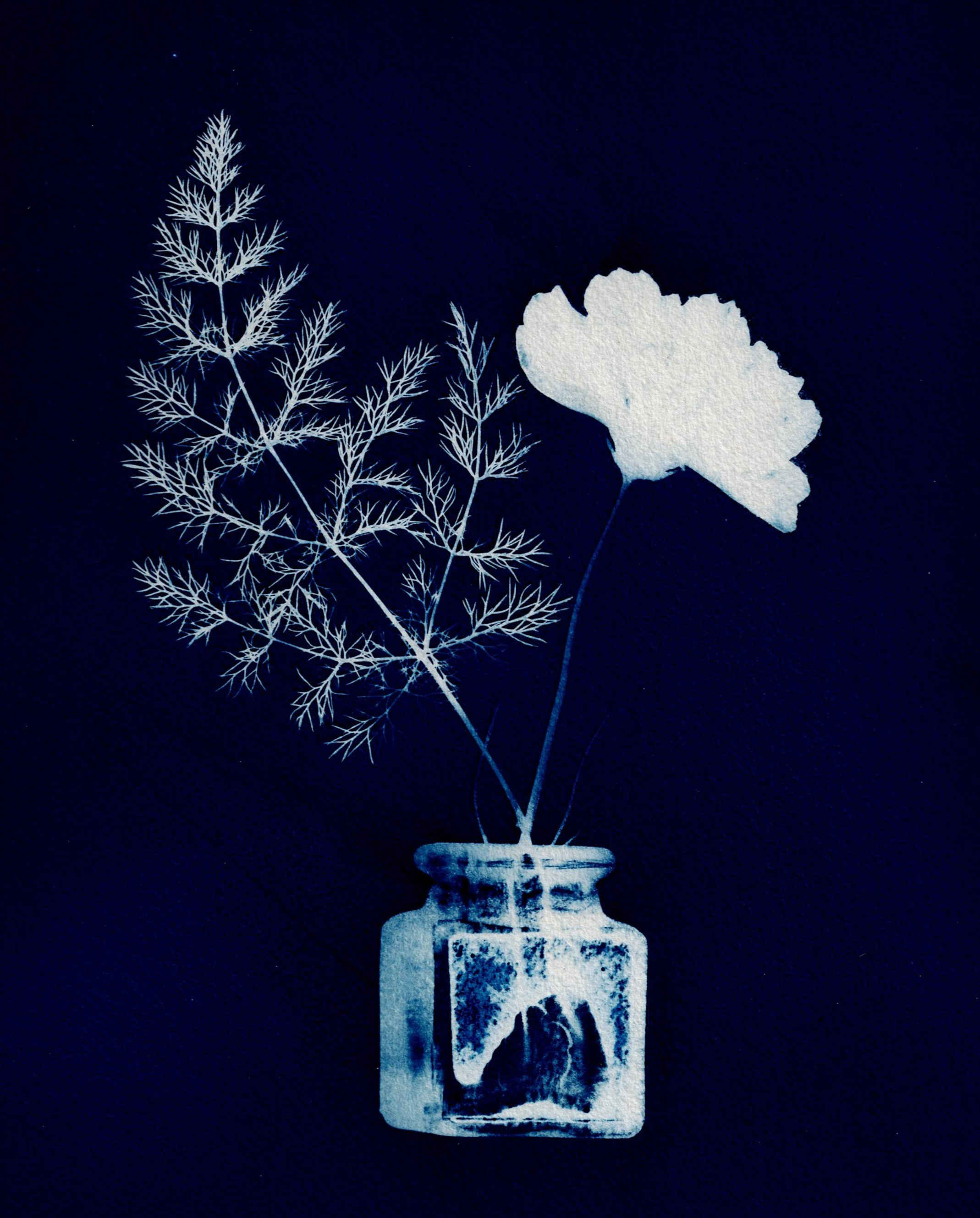 Cosmos and Fern 2024