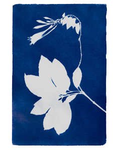 Herbaria