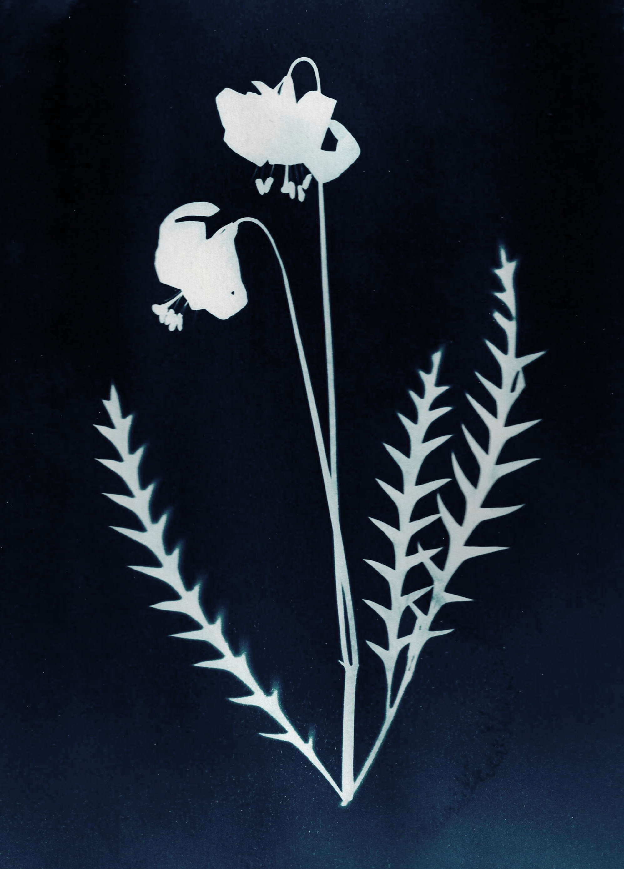 Lilly and leaves